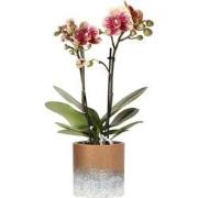 Kolibri Orchids | Phalaenopsis orchidee Diamond Red in Marrakesh pot g...