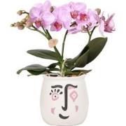 Kolibri Orchids | Phalaenopsis orchidee Blossom Roze in Artwork pot ro...