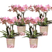 Kolibri Orchids | COMBI DEAL van 4 Phalaenopsis orchideeën - Treviso -...