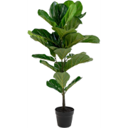 Ellen vioolblad kamerplant - 100 cm