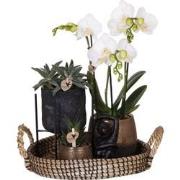 Kolibri Company | Gift set Home Hub | Plantenset met Phalaenopsis Orch...