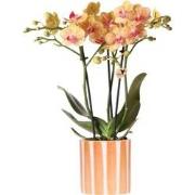 Kolibri Orchids | oranje Phalaenopsis orchidee - Jamaica + Painted Str...