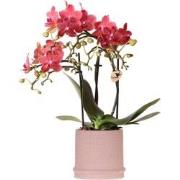 Kolibri Orchids | Rode orchidee Congo + Bali sierpot sand - potmaat Ø9...