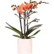 Kolibri Orchids | Oranje orchidee Bolzano + Star Fish sierpot - potmaa...