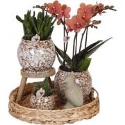 Kolibri Company | Gift set Untamed Nature | Plantenset met rode Phalae...