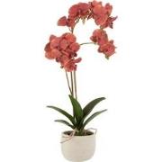 J-line - Orchidee In Pot Plastiek/cement Dieprood/beige - 32x32x57cm