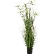 J-line - Cyperus Alternifolius 11 Koppen In Pot Pvc Groen Large - 43x4...