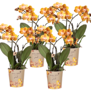 Kolibri Orchids | COMBI DEAL van 4 Phalaenopsis orchideeën - Las Vegas...