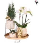 Kolibri Company | Plantenset Kerst | Witte Phalaenopsis Orchidee Amabi...