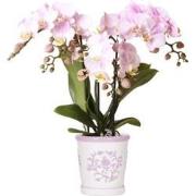 Kolibri Orchids | roze orchidee Portugal + Malaga sierpot roze - potma...