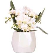 Kolibri Orchids | Witte orchidee 'Nazaré' + Pearl sierpot Travertine -...