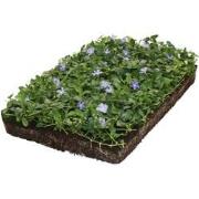 Plantenmat vasteplanten maagdenpalm Vinca minor prijs per 1m2 cm Cover...