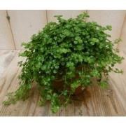 2 stuks! Kamerplant Pitoresque Pilea Depressa