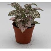 Kamerplant Hypoestes roze