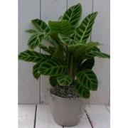 Calathea groen blad taupe pot 40 cm