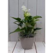 Flamingoplant Anthurium wit in taupe pot 40 cm