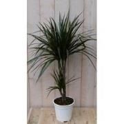 Kamerplant Drakenbloedboom Dracaena Marginata smal blad Groen 60 cm