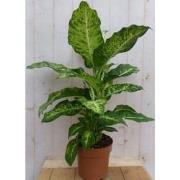 Kamerplant Dieffenbachia