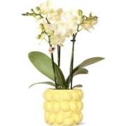 Kolibri Orchids | gele Phalaenopsis orchidee - Mexico + Citrus sierpot...