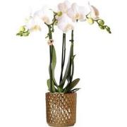 Kolibri Orchids | witte Phalaenopsis orchidee  Amabilis + Diamond sier...