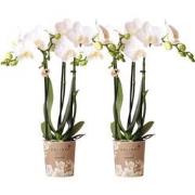 Kolibri Orchids | COMBI DEAL van 2 witte Phalaenopsis orchideeën - Ama...