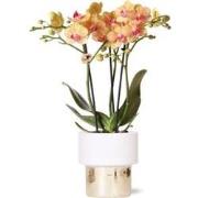 Kolibri Orchids | witte Phalaenopsis orchidee  Jamaica + Lush pot  pot...