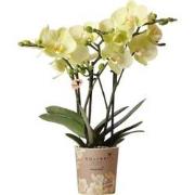 Kolibri Orchids | gele Phalaenopsis orchidee - Mexico - potmaat Ø9cm |...