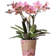 Kolibri Orchids | Oudroze Phalaenopsis orchidee - Jewel Treviso - potm...