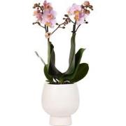 Kolibri Orchids | Roze Phalaenopsis orchidee  Andorra + Scandic sierpo...