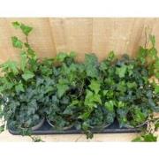 Hedera Klimop 8 potjes in tray kleur groen