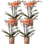 Kolibri Orchids | COMBI DEAL van 4 oranje Phalaenopsis orchideeën - Bo...