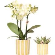 Kolibri Orchids | Set van gele orchidee Mexico en succulent in Painted...