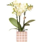 Kolibri Orchids | Gele phalaenopsis orchidee Mexico + Mosa sierpot bru...