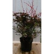 Berberis rood 70 cm