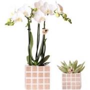 Kolibri Orchids | Set van witte orchidee Amabilis en succulent in Mosa...