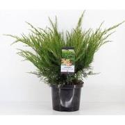 Juniperus pfitzeriana mint julep 50 cm