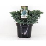 Juniperus squamata blue star 30 cm