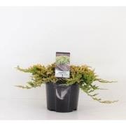 Juniperus hor golden carpet 30 cm