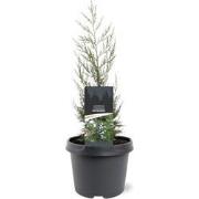 Juniperus chinensis Keteleeri 25-30 cm Conifeer