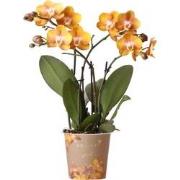 Kolibri Orchids | Oranje gouden Phalaenopsis orchidee - Jewel Las Vega...