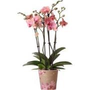 Kolibri Orchids | Oranje roze Phalaenopsis orchidee - Jewel Pirate Pic...