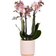 Kolibri Orchids | Roze Phalaenopsis orchidee  Andorra + Gold foot sier...