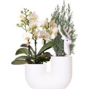 Kolibri Orchids | Set van witte orchidee Lausanne en Mini Kerstboom in...