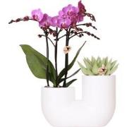 Kolibri Orchids | Set van roze orchidee Vienna en succulent in Tube si...