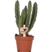 Kolibri Greens | Groene plant - Stapelia - groene kamerplant - vers va...