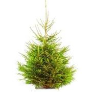 Gewone gezaagde kerstboom Picea Abies Fijnspar 125-150 cm