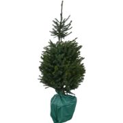 Kerstboom Warentuin Picea Omorika 80 - 100 cm in pot