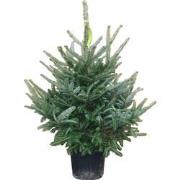 Kerstboom Warentuin Abies Fraseri 60 - 80 cm