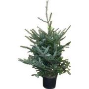 Kerstboom Warentuin Abies Fraseri 80 - 100 cm in pot