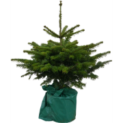 Kerstboom Warentuin Picea Pungens 80 - 100 cm in pot